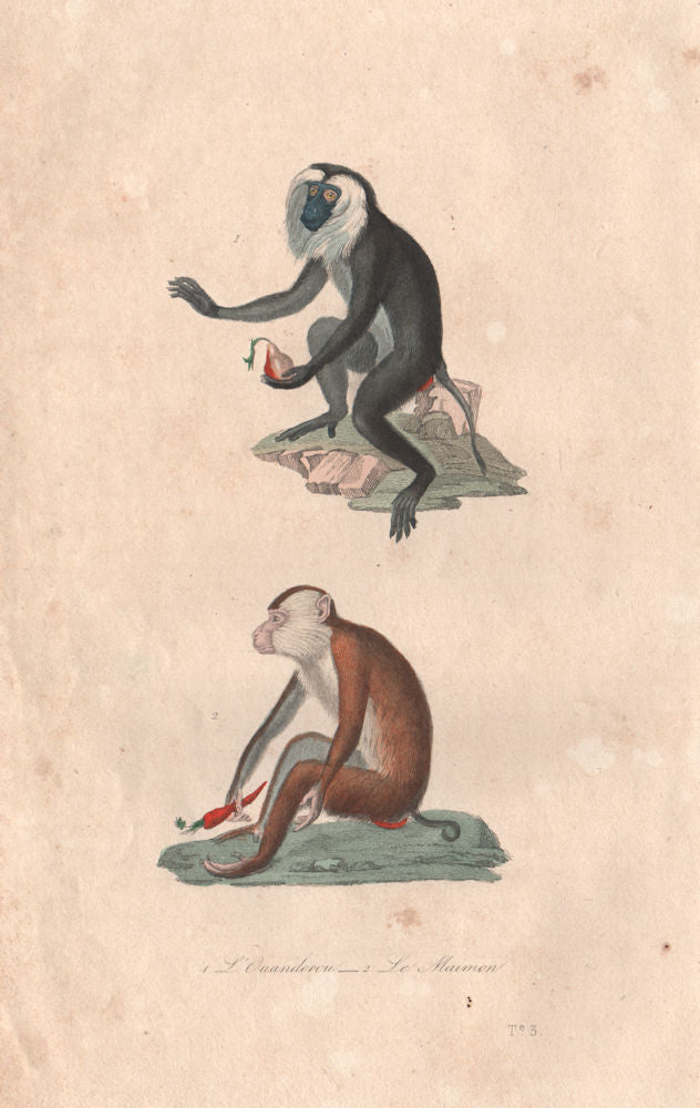 PRIMATES. Ouanderou (Macaque); Maimon (Mandrill). BUFFON 1837 old print